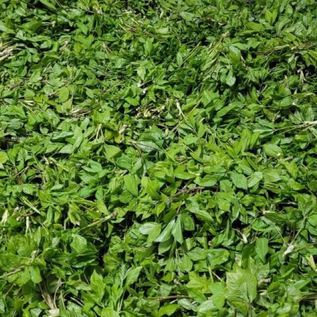 양양김양희들기름,양양더팜 오가피나물 1kg/2kg