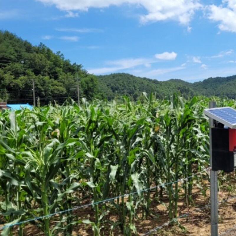 양양김양희들기름,양양더팜 미흑찰옥수수 20개,30개