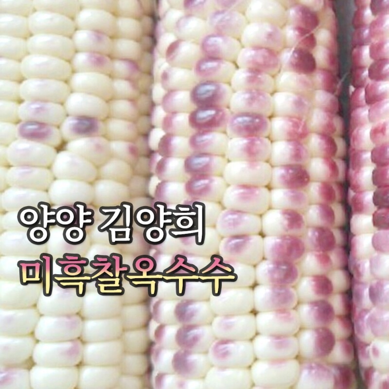 양양김양희들기름,양양더팜 미흑찰옥수수 20개,30개